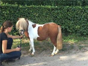 骑国产矮马旅游视频大全