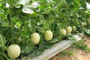 美国产香瓜视频,从田间到餐桌的甜蜜瞬间